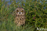 Short-eared Owl (Asio flammeus)