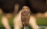 Short-eared Owl (Asio flammeus)