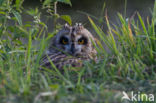 Short-eared Owl (Asio flammeus)