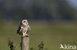 Short-eared Owl (Asio flammeus)