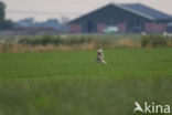 Short-eared Owl (Asio flammeus)