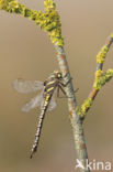 Venglazenmaker (Aeshna juncea)