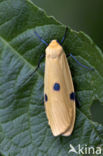 Four-spotted Footman (Lithosia quadra)