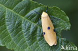 Four-spotted Footman (Lithosia quadra)