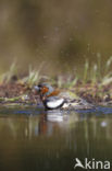 Chaffinch (Fringilla coelebs)