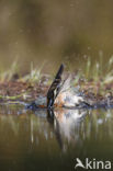 Chaffinch (Fringilla coelebs)