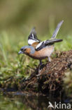 Vink (Fringilla coelebs)