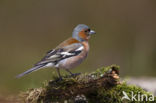 Vink (Fringilla coelebs)