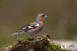 Vink (Fringilla coelebs)