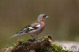 Vink (Fringilla coelebs)