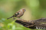 Vink (Fringilla coelebs)