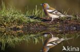 Vink (Fringilla coelebs)