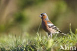 Vink (Fringilla coelebs)