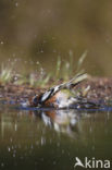 Vink (Fringilla coelebs)