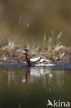 Vink (Fringilla coelebs)