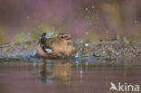 Vink (Fringilla coelebs)