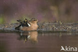 Vink (Fringilla coelebs)