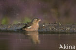 Vink (Fringilla coelebs)