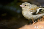 Chaffinch (Fringilla coelebs)