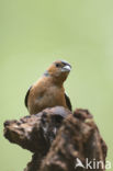 Vink (Fringilla coelebs)