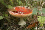 Vliegenzwam (Amanita muscaria)