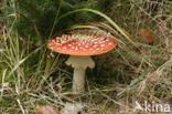 Vliegenzwam (Amanita muscaria)