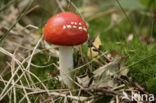 Vliegenzwam (Amanita muscaria)