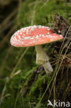 Vliegenzwam (Amanita muscaria)