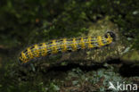 Buff-tip (Phalera bucephala)