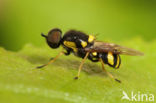 four-barred major (Oxycera rara)