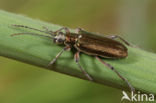 Waterleliekever (Donacia clavipes)