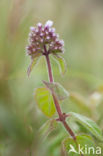 Watermunt (Mentha aquatica)