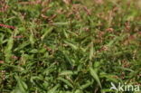 Waterpeper (Persicaria hydropiper)