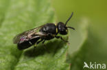 Weidemaskerbij (Hylaeus gibbus)