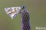 Westelijk spikkeldikkopje (Pyrgus carlinae)