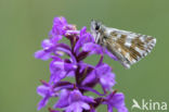 Westelijk spikkeldikkopje (Pyrgus carlinae)