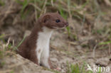 Weasel (Mustela nivalis)