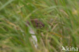 Weasel (Mustela nivalis)