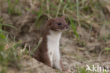 Weasel (Mustela nivalis)