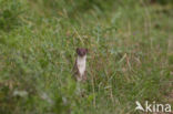 Weasel (Mustela nivalis)