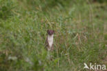 Weasel (Mustela nivalis)