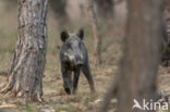 Wild Boar (Sus scrofa)