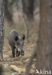 Wild Boar (Sus scrofa)