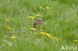 Wilde Eend (Anas platyrhynchos)