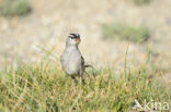 Witkruingors (Zonotrichia leucophrys)