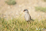 Witkruingors (Zonotrichia leucophrys)