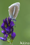 Witstreepblauwtje (Polyommatus damon)