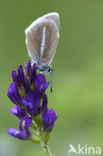 Witstreepblauwtje (Polyommatus damon)