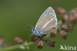 Witstreepblauwtje (Polyommatus damon)