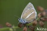 Witstreepblauwtje (Polyommatus damon)